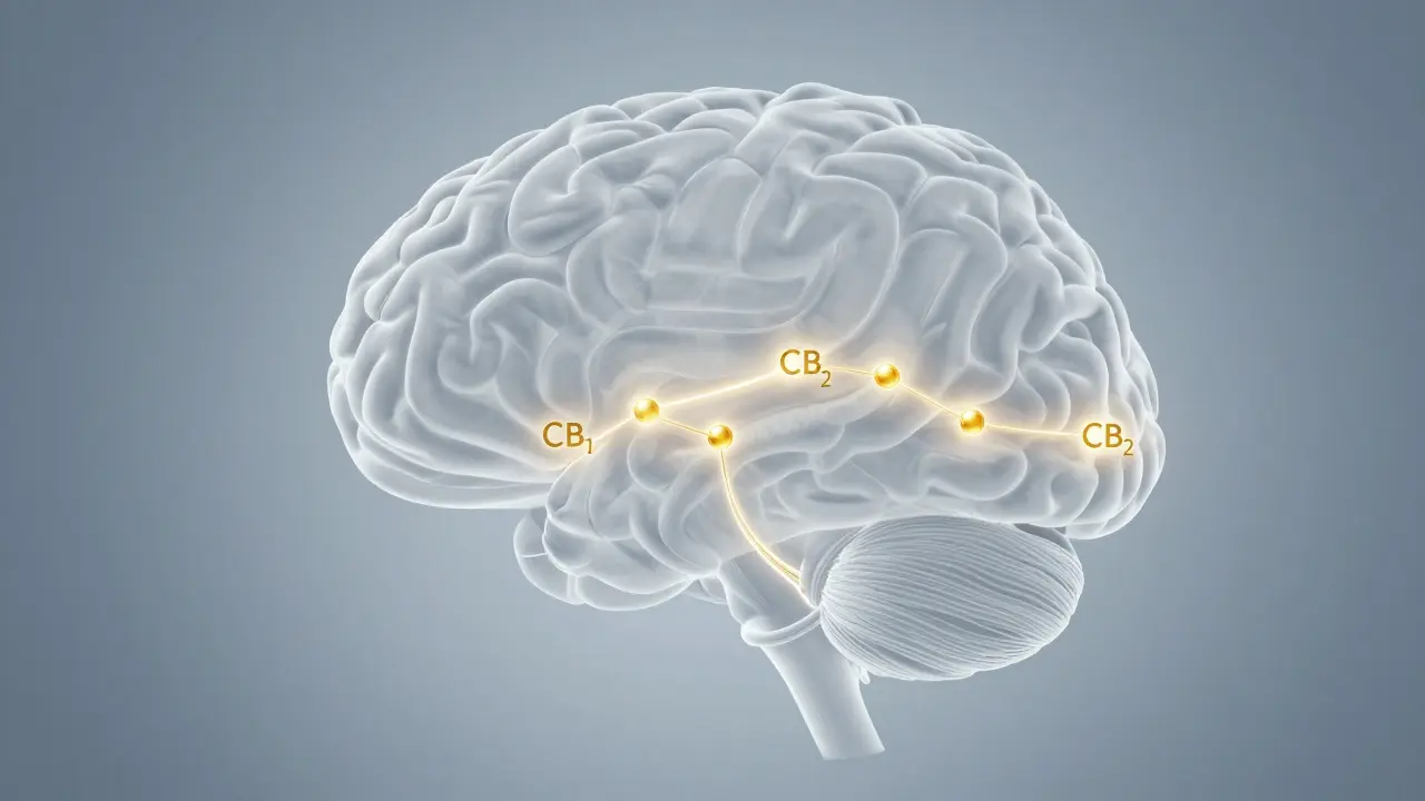 Schematic znázornění mozku s aktivovanými receptory CB1 a CB2, osvětlenými čistými molekulami CBD.