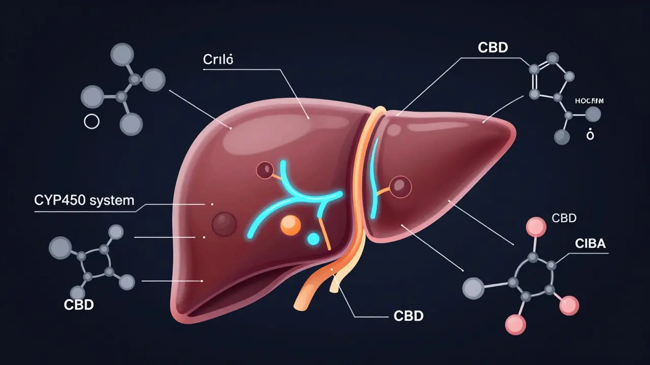 Ilustrace jater s molekulami CBD ukazující metabolické procesy a enzymatické dráhy