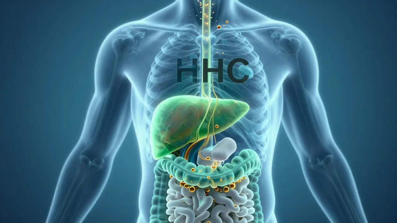 Abstraktní vizualizace metabolismu a absorpce HHC v těle