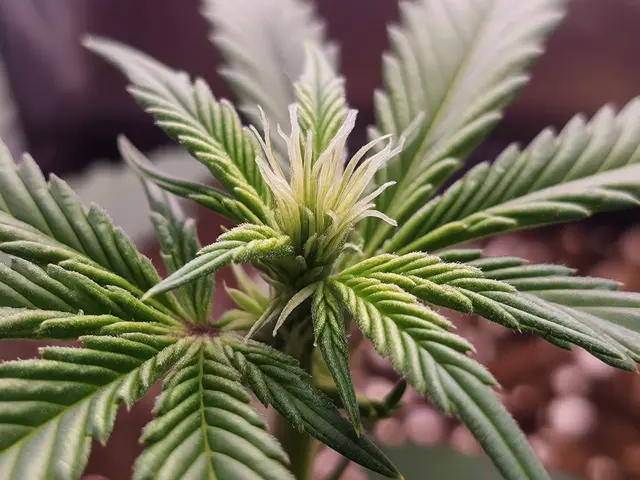 Kdy začít s Bud Candy: Průvodce pro pěstitele konopí